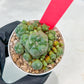 Spineless cactus Cluster (P-Y-B) | imported Plants
