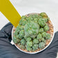 Spineless cactus Cluster (P-Y-B) | imported Plants