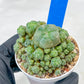 Spineless cactus Cluster (P-Y-B) | imported Plants