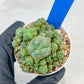 Spineless cactus Cluster (P-Y-B) | imported Plants