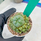 Spineless cactus Cluster (G-R-O) | imported Plants