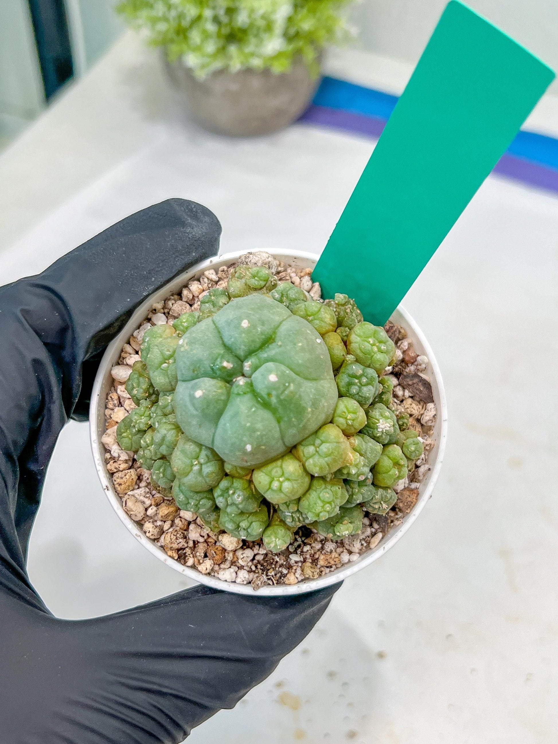 Spineless cactus Cluster (G-R-O) | imported Plants