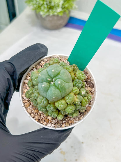 Spineless cactus Cluster (G-R-O) | imported Plants | Very Hard to Find