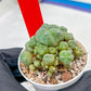 Spineless cactus Cluster (G-R-O) | imported Plants