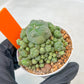 Spineless cactus Cluster (G-R-O) | imported Plants