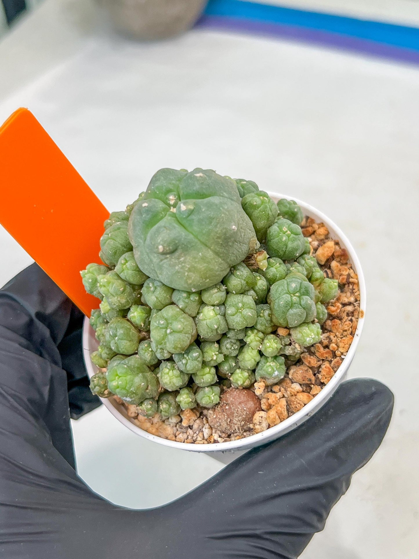 Spineless cactus Cluster (G-R-O) | imported Plants