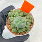 Spineless cactus Cluster (G-R-O) | imported Plants