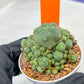 Spineless cactus Cluster (G-R-O) | imported Plants