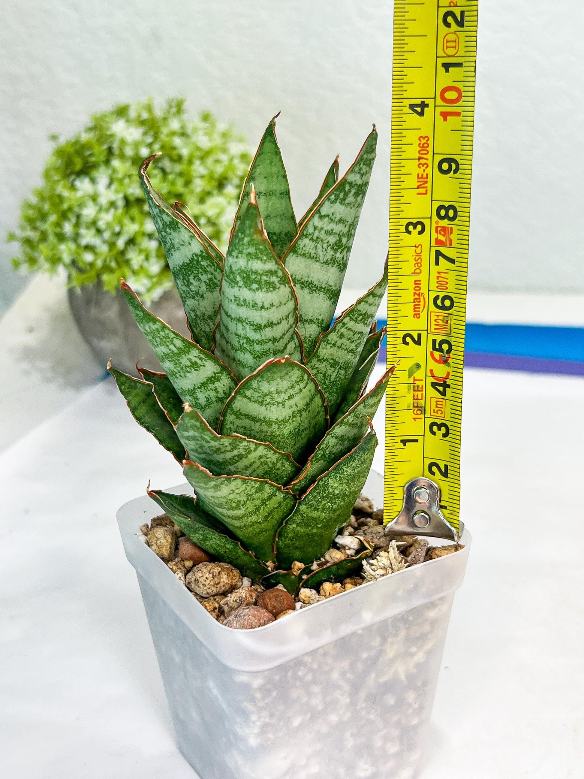 Sansevieria Cordova x Moonshine (#Ba12) | Imported Plants