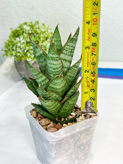 Sansevieria Cordova x Moonshine (#Ba12) | Imported Plants