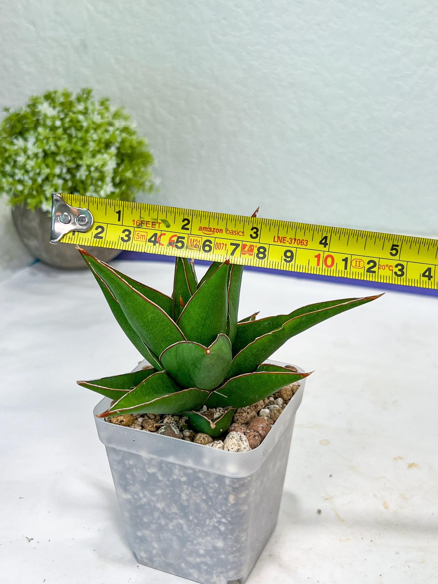 Sansevieria Denjaka (#Ba13) | Parent Plant (Pinguicula x Trifasciata)