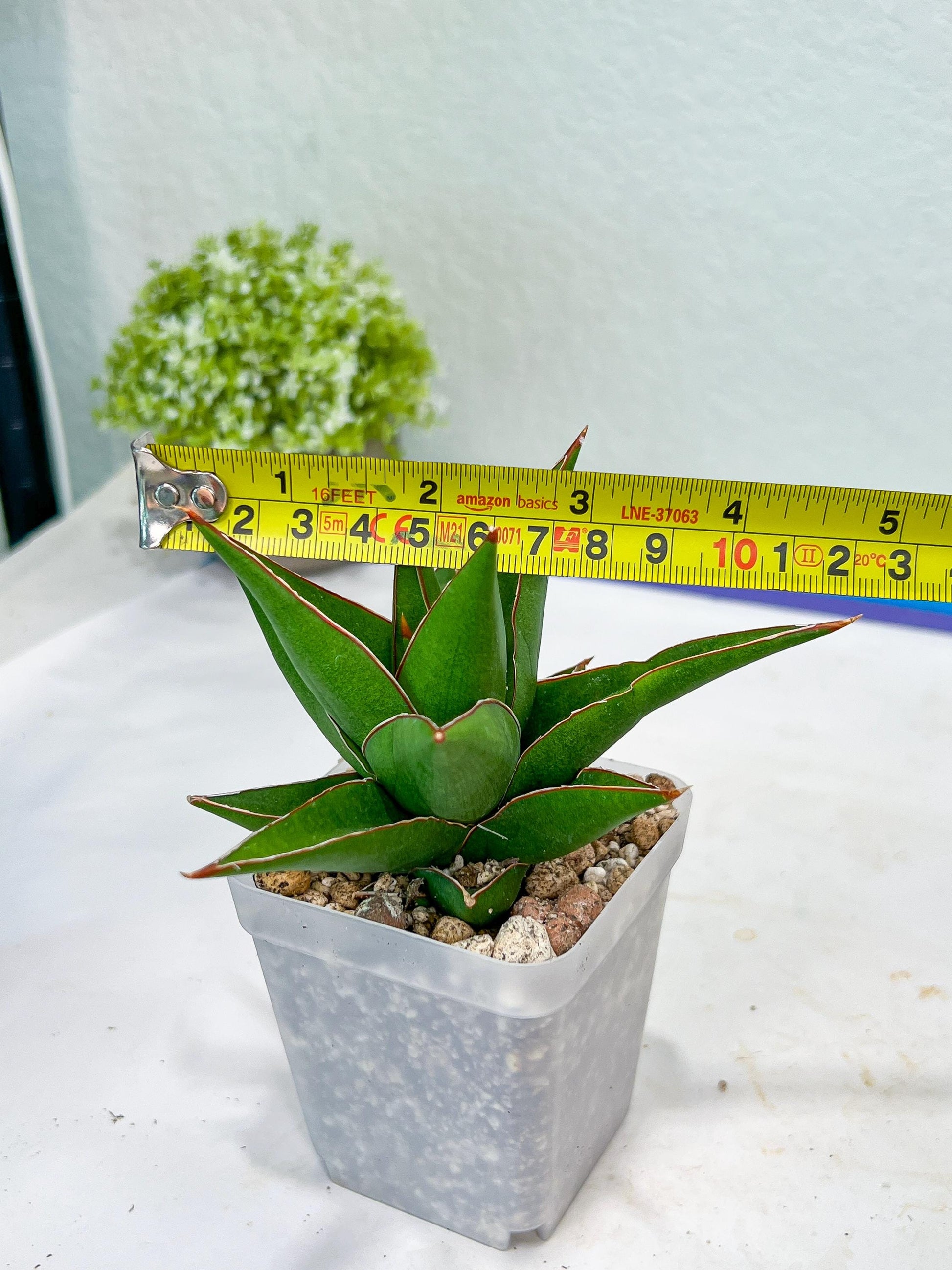 Sansevieria Denjaka (#Ba13) | Parent Plant (Pinguicula x Trifasciata)