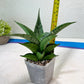 Sansevieria Dewi (#Ba14) | Parent Plant (Aries x Ariella)