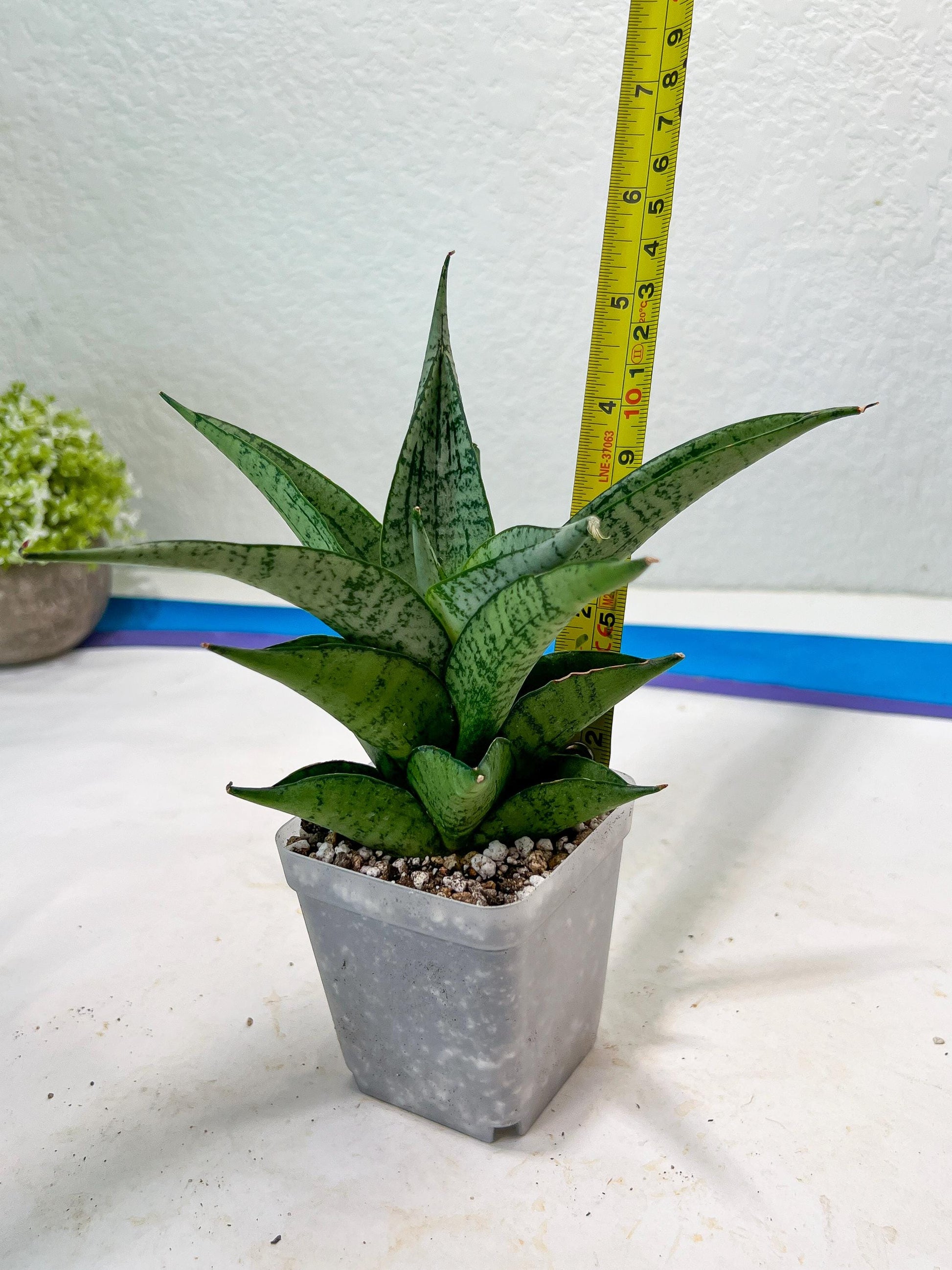 Sansevieria Dewi (#Ba14) | Parent Plant (Aries x Ariella)