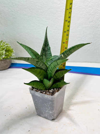 Sansevieria Dewi (#Ba14) | Parent Plant (Aries x Ariella)