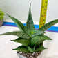 Sansevieria Dewi (#Ba14) | Parent Plant (Aries x Ariella)