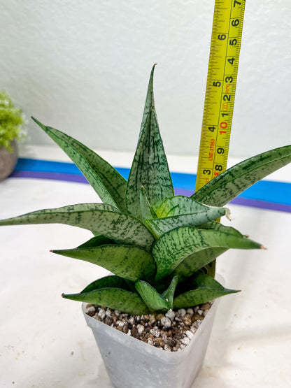 Sansevieria Dewi (#Ba14) | Parent Plant (Aries x Ariella)