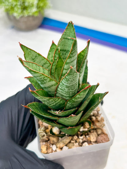 Sansevieria Cordova x Moonshine (#Ba12) | Imported Plants