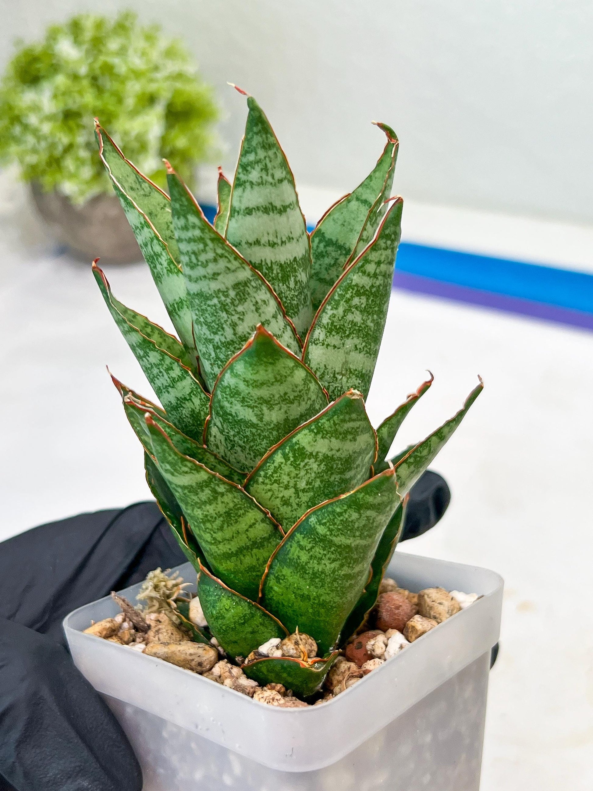 Sansevieria Cordova x Moonshine (#Ba12) | Imported Plants