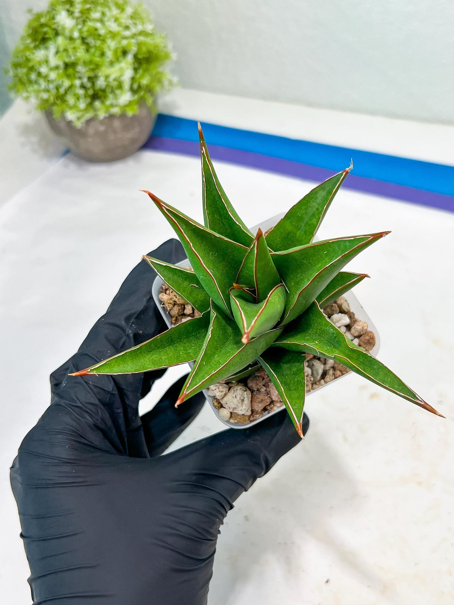 Sansevieria Denjaka (#Ba13) | Parent Plant (Pinguicula x Trifasciata)