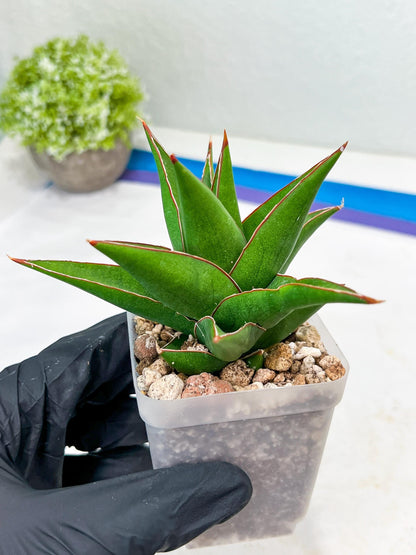 Sansevieria Denjaka (#Ba13) | Parent Plant (Pinguicula x Trifasciata)