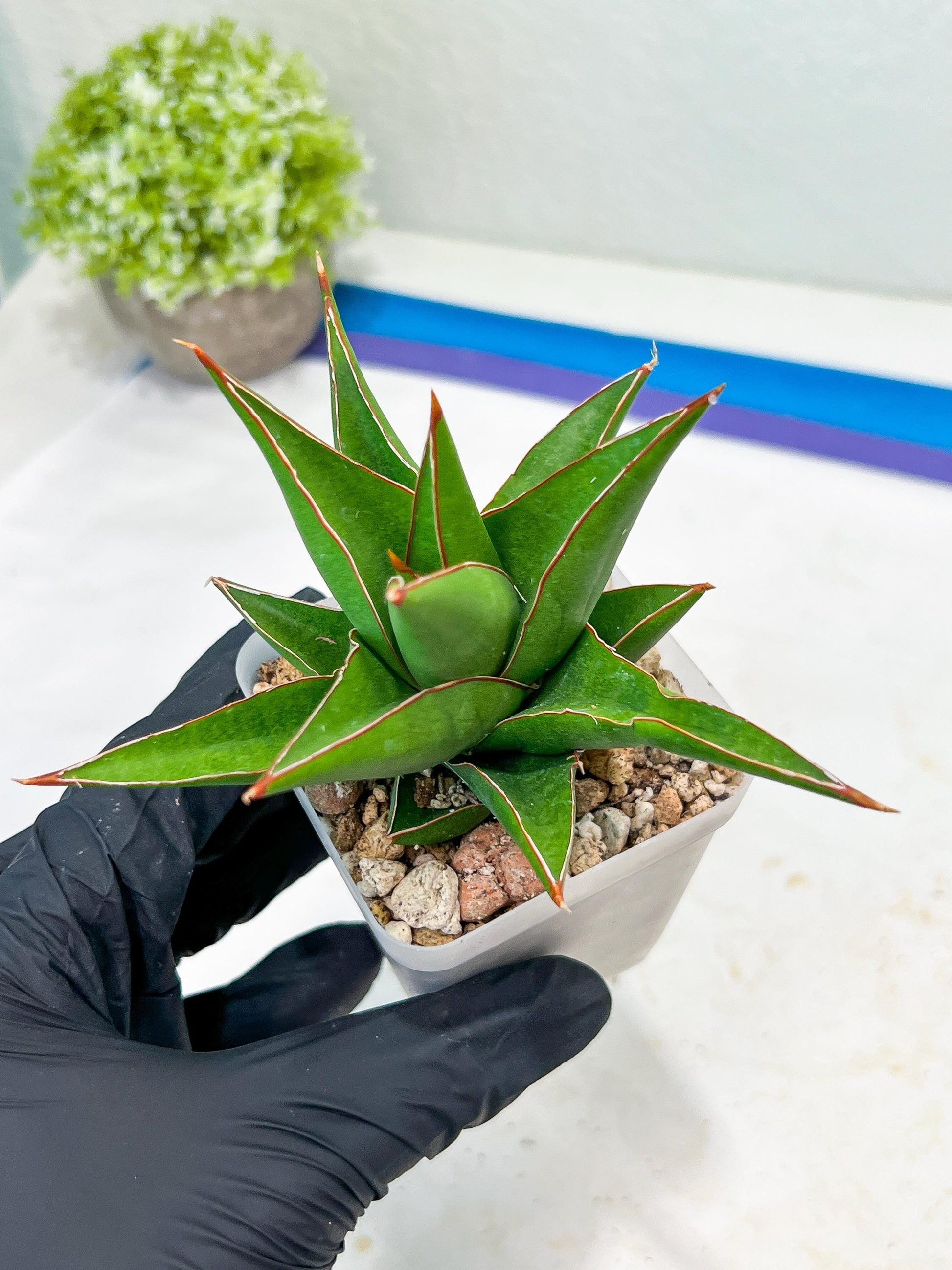 Sansevieria Denjaka (#Ba13) | Parent Plant (Pinguicula x Trifasciata)