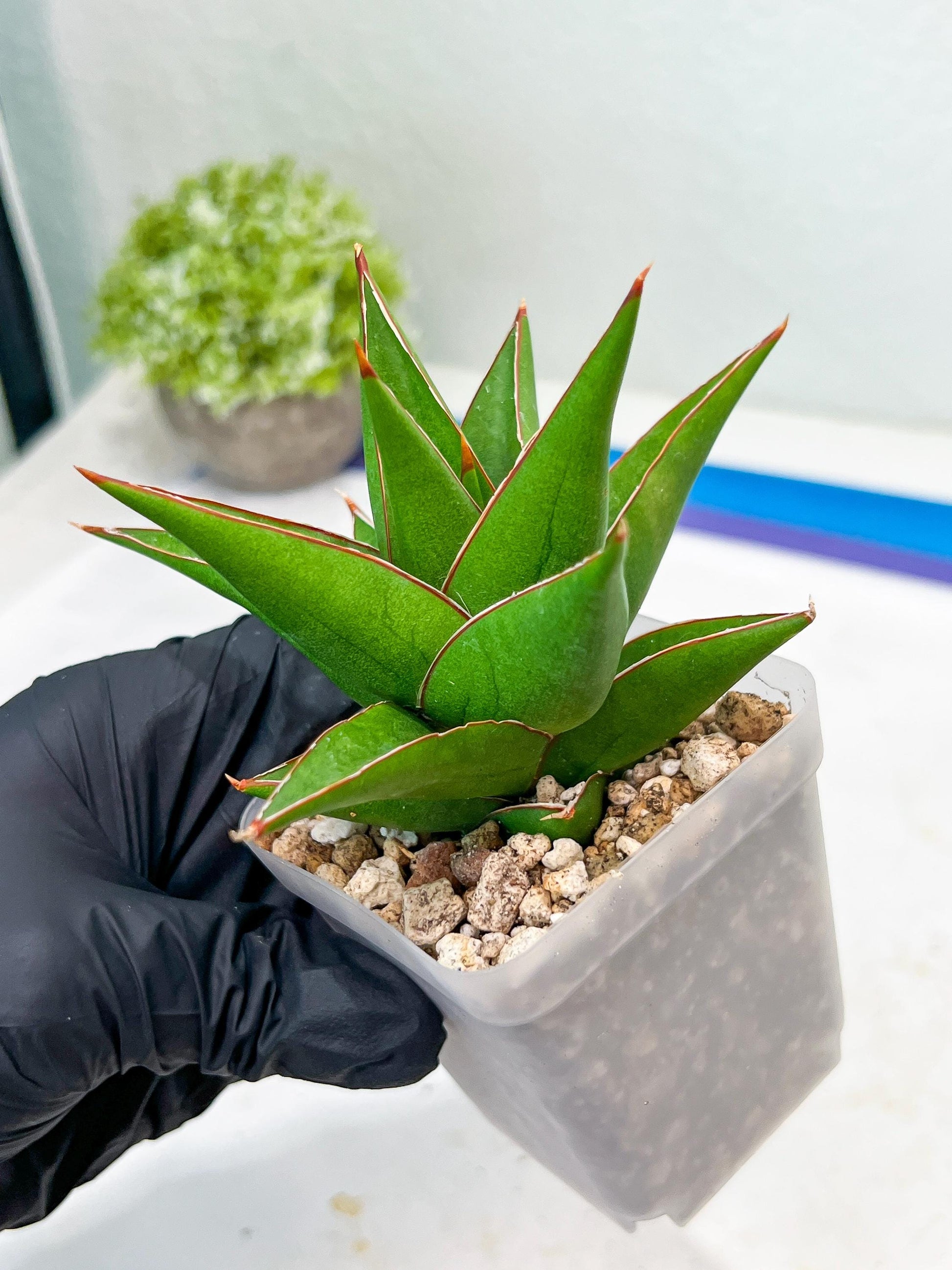 Sansevieria Denjaka (#Ba13) | Parent Plant (Pinguicula x Trifasciata)