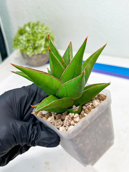 Sansevieria Denjaka (#Ba13) | Parent Plant (Pinguicula x Trifasciata)