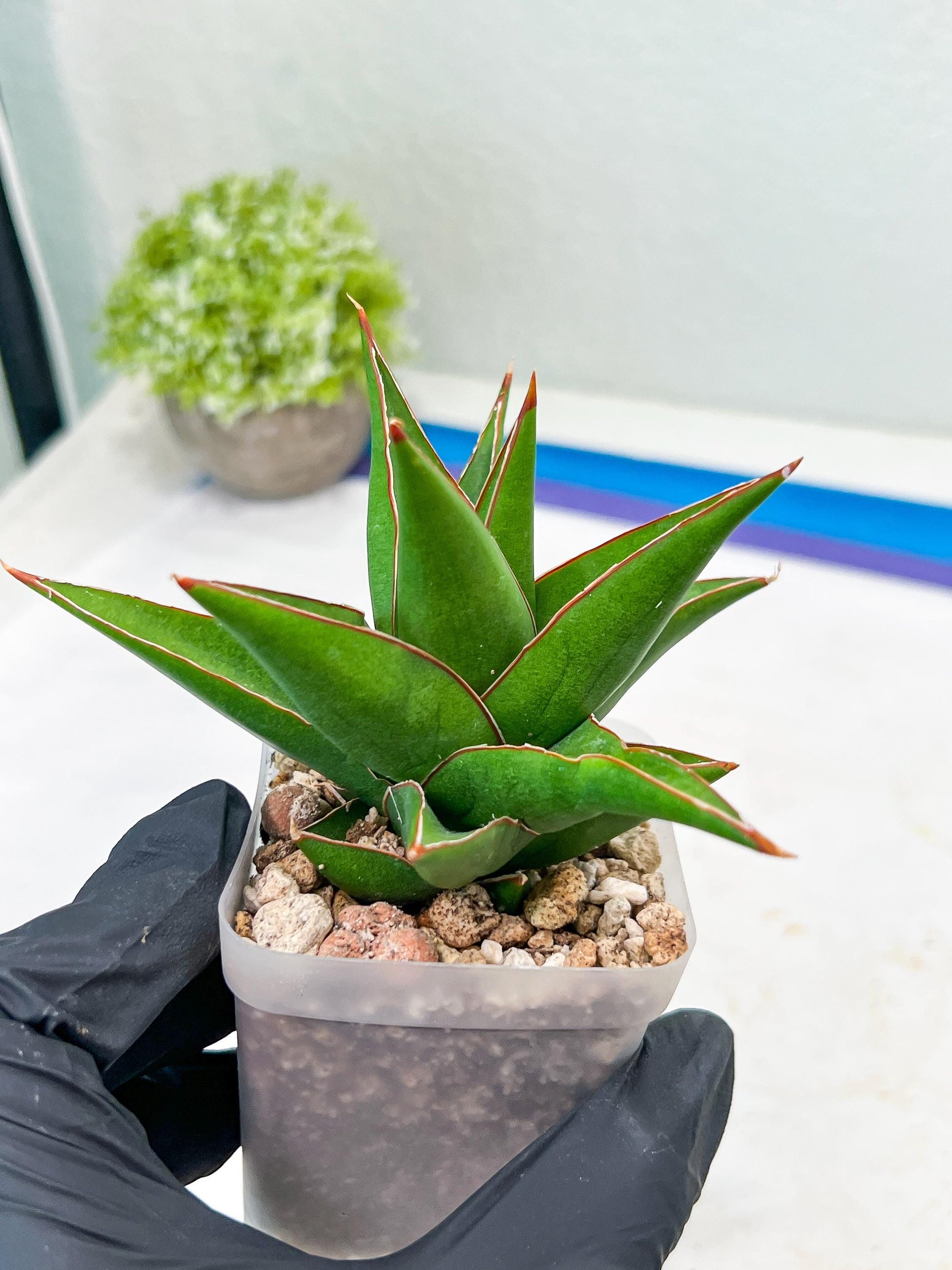 Sansevieria Denjaka (#Ba13) | Parent Plant (Pinguicula x Trifasciata)