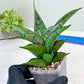 Sansevieria Dewi (#Ba14) | Parent Plant (Aries x Ariella)