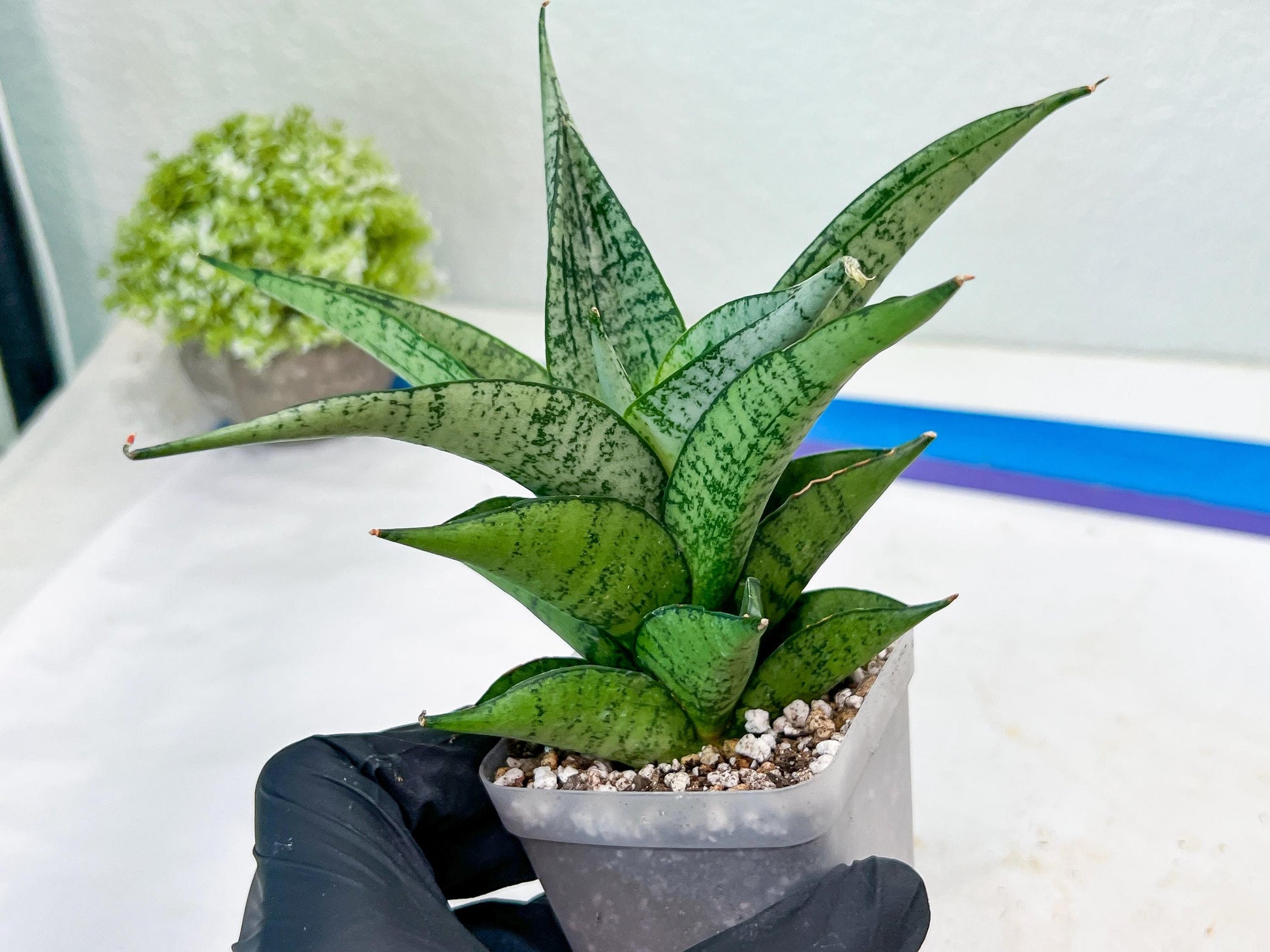 Sansevieria Dewi (#Ba14) | Parent Plant (Aries x Ariella)