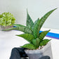 Sansevieria Dewi (#Ba14) | Parent Plant (Aries x Ariella)