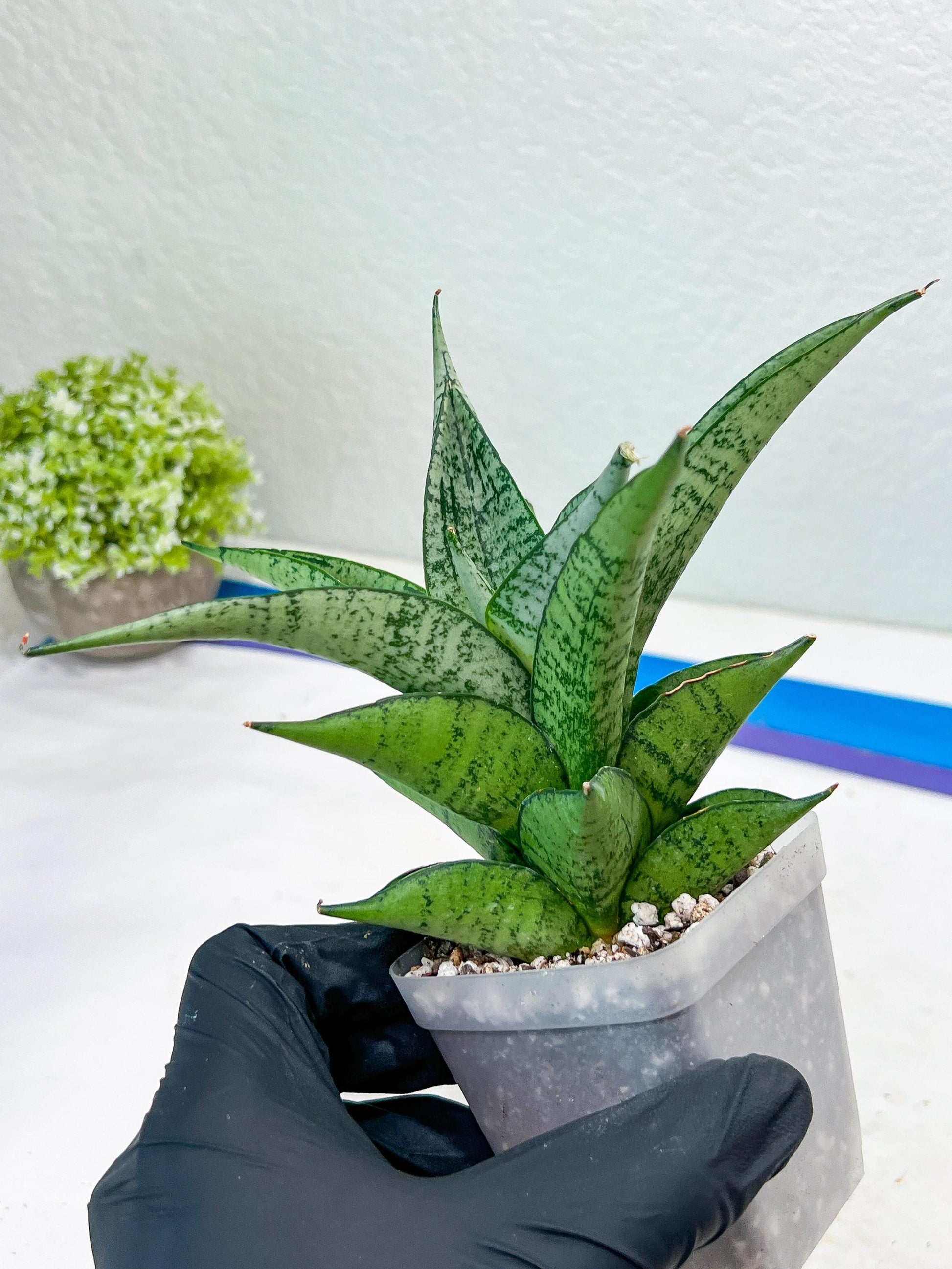 Sansevieria Dewi (#Ba14) | Parent Plant (Aries x Ariella)
