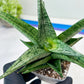 Sansevieria Dewi (#Ba14) | Parent Plant (Aries x Ariella)