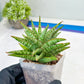 Sansevieria Dolphin (#Ba15) | Parent Plant (Cordova x Downsi ) X Bella Silver)