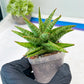 Sansevieria Dolphin (#Ba15) | Parent Plant (Cordova x Downsi ) X Bella Silver)