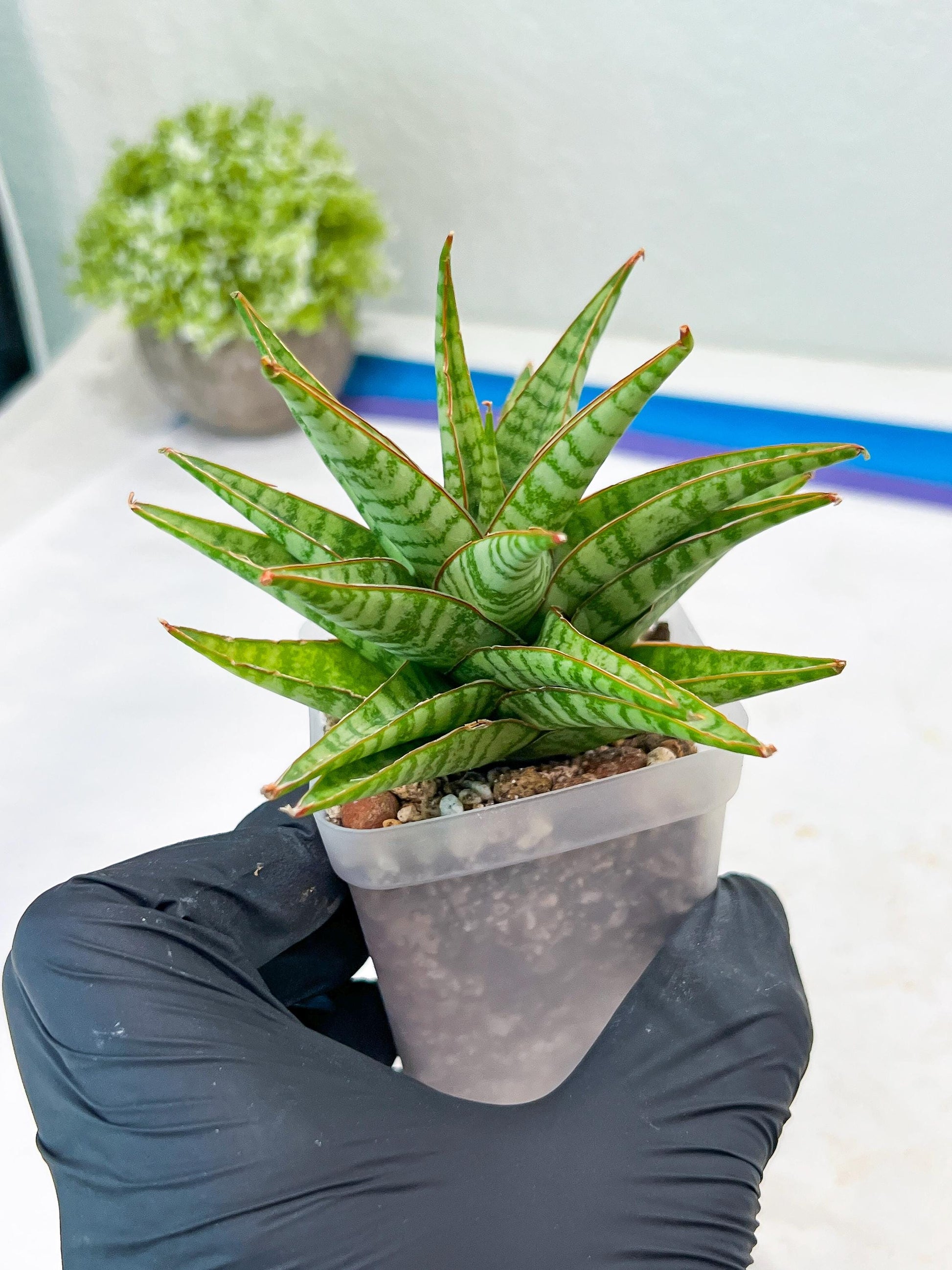 Sansevieria Dolphin (#Ba15) | Parent Plant (Cordova x Downsi ) X Bella Silver)