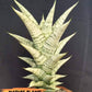 Sansevieria Dewi (#Ba14) | Parent Plant (Aries x Ariella)