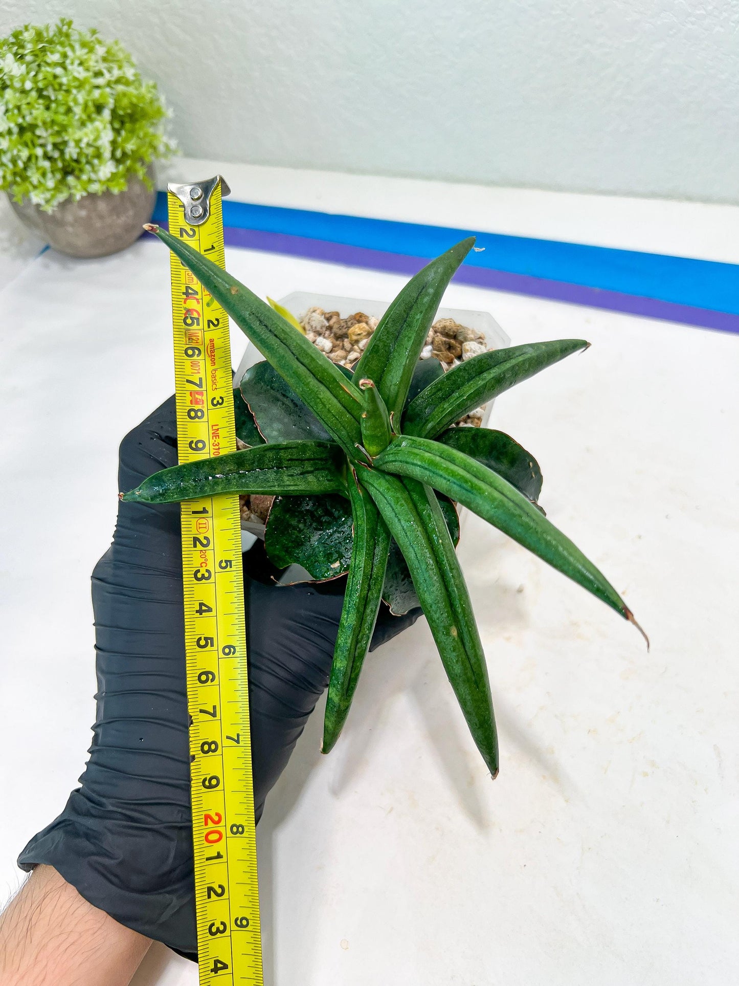 Sansevieria AlboPilosa (#Ba2) | Imported Plants
