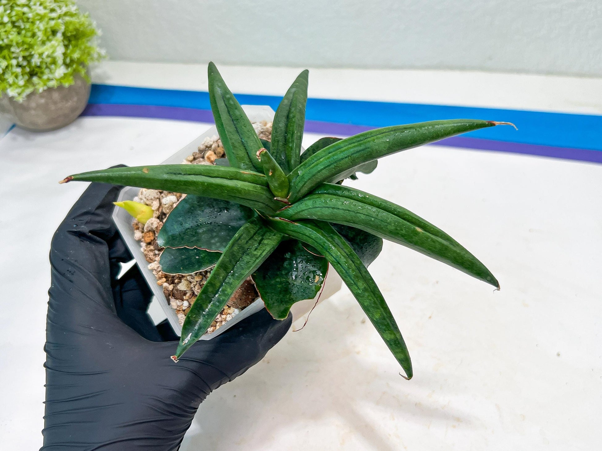 Sansevieria AlboPilosa (#Ba2) | Imported Plants