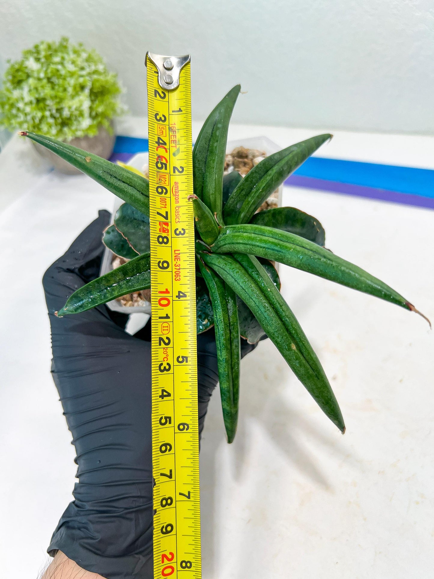 Sansevieria AlboPilosa (#Ba2) | Imported Plants