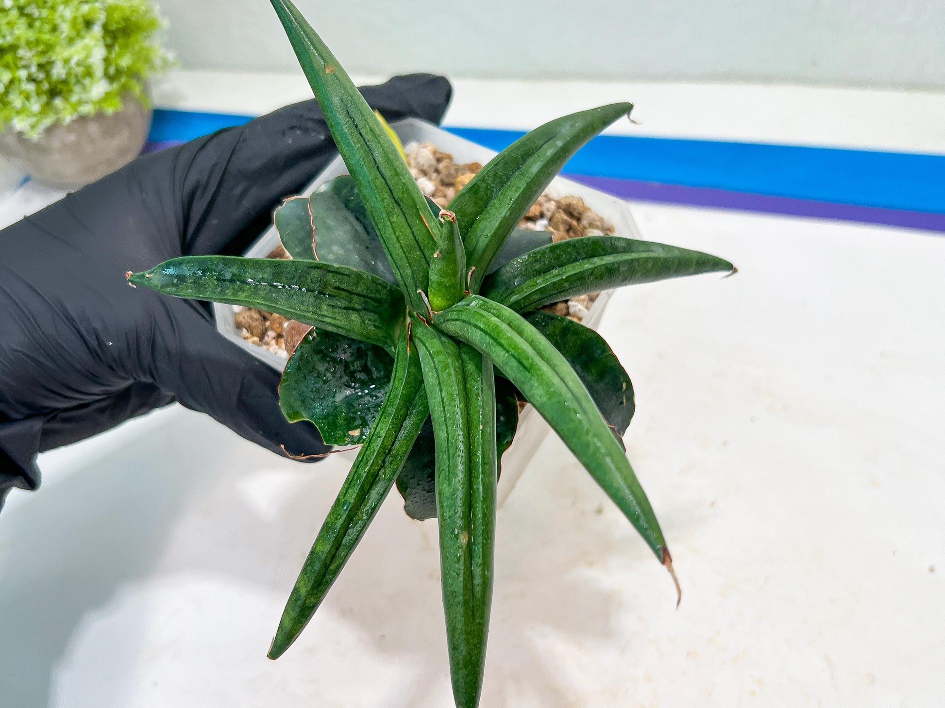 Sansevieria AlboPilosa (#Ba2) | Imported Plants