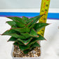 Sansevieria Ghea (#Ba18) | Imported Plants