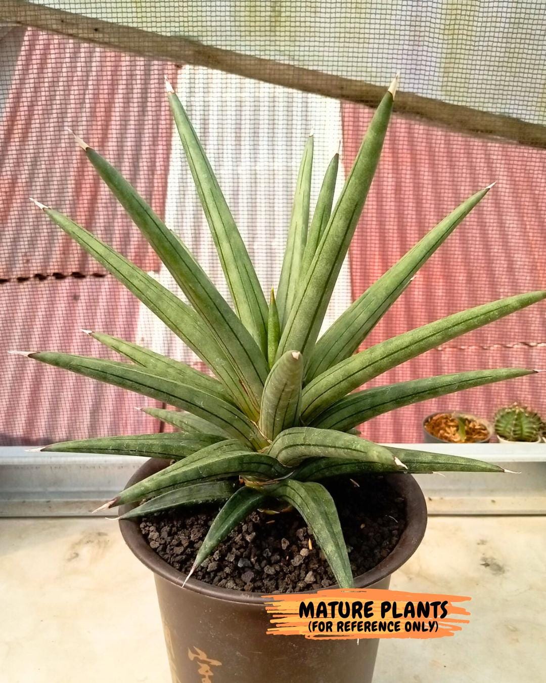 Sansevieria AlboPilosa (#Ba2) | Imported Plants