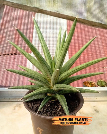 Sansevieria AlboPilosa (#Ba2) | Imported Plants