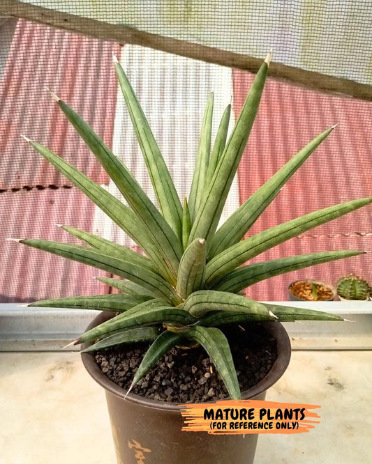 Sansevieria AlboPilosa (#Ba2) | Imported Plants
