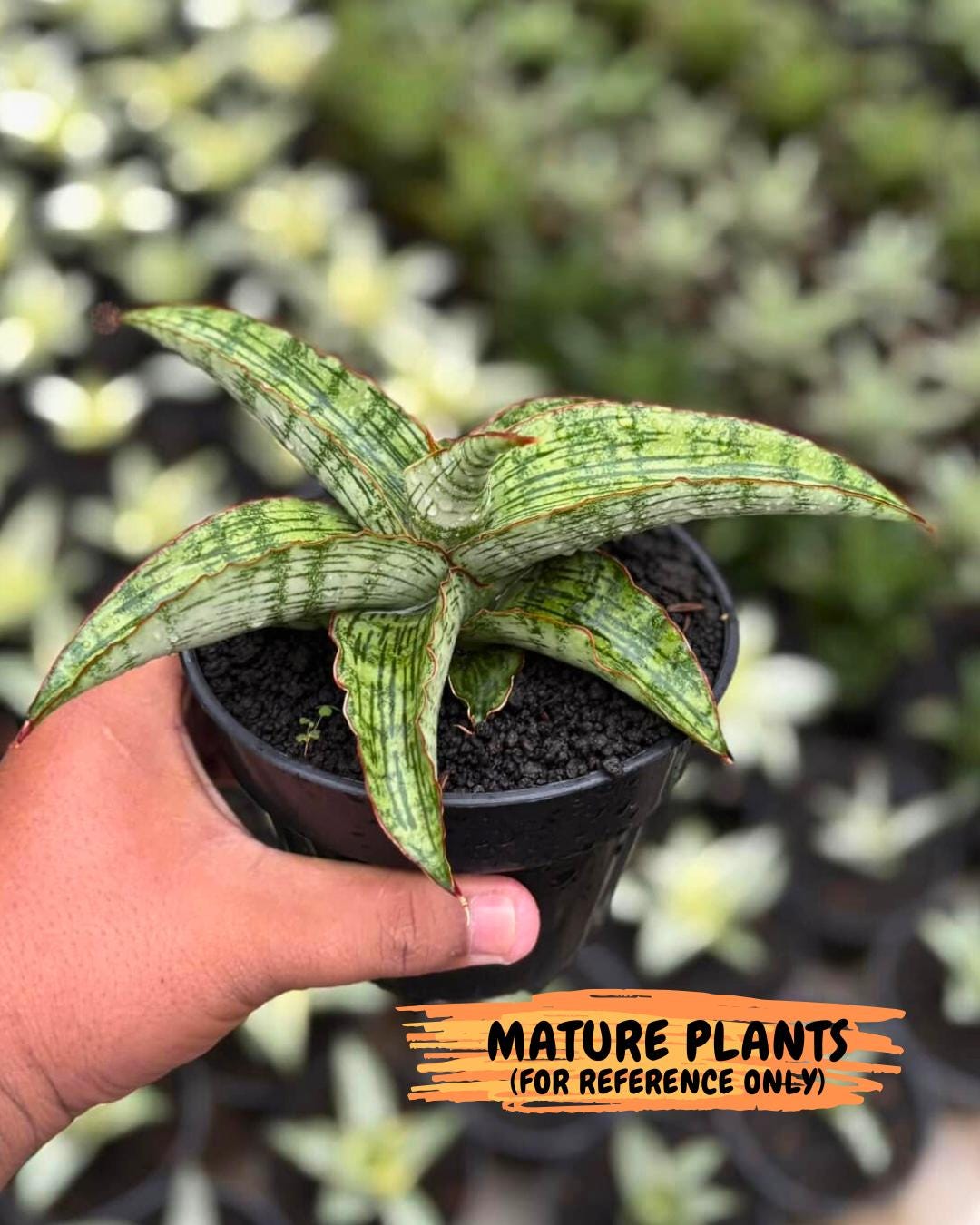 Sansevieria Gara (#Ba16) | Imported Plants