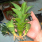 Sansevieria Ghea (#Ba18) | Imported Plants