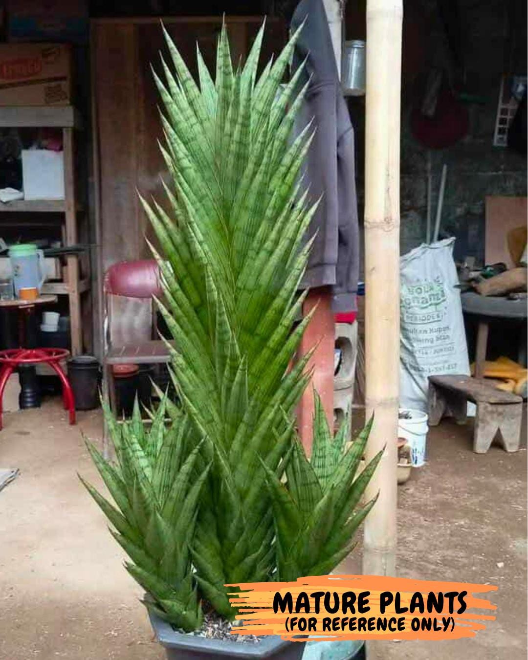 Sansevieria Catlin (#Ba8) | Imported Plants | Rare Hybrid Species