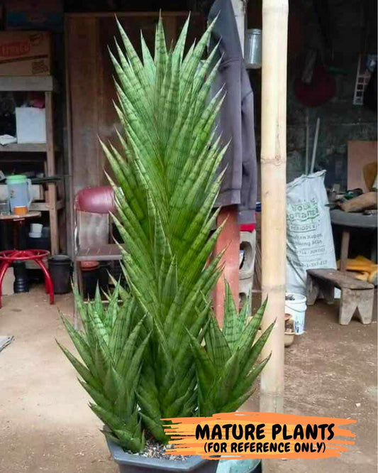 Sansevieria Catlin (#Ba8) | Imported Plants | Rare Hybrid Species